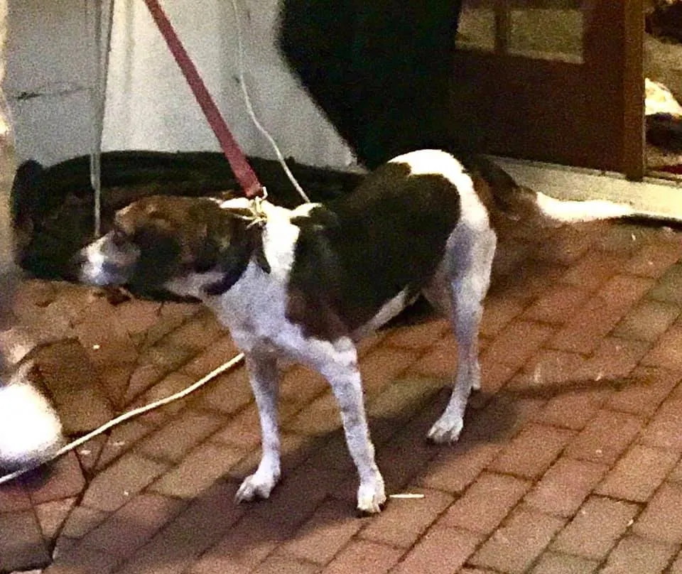 Lost dog in Clifton, VA, 20124