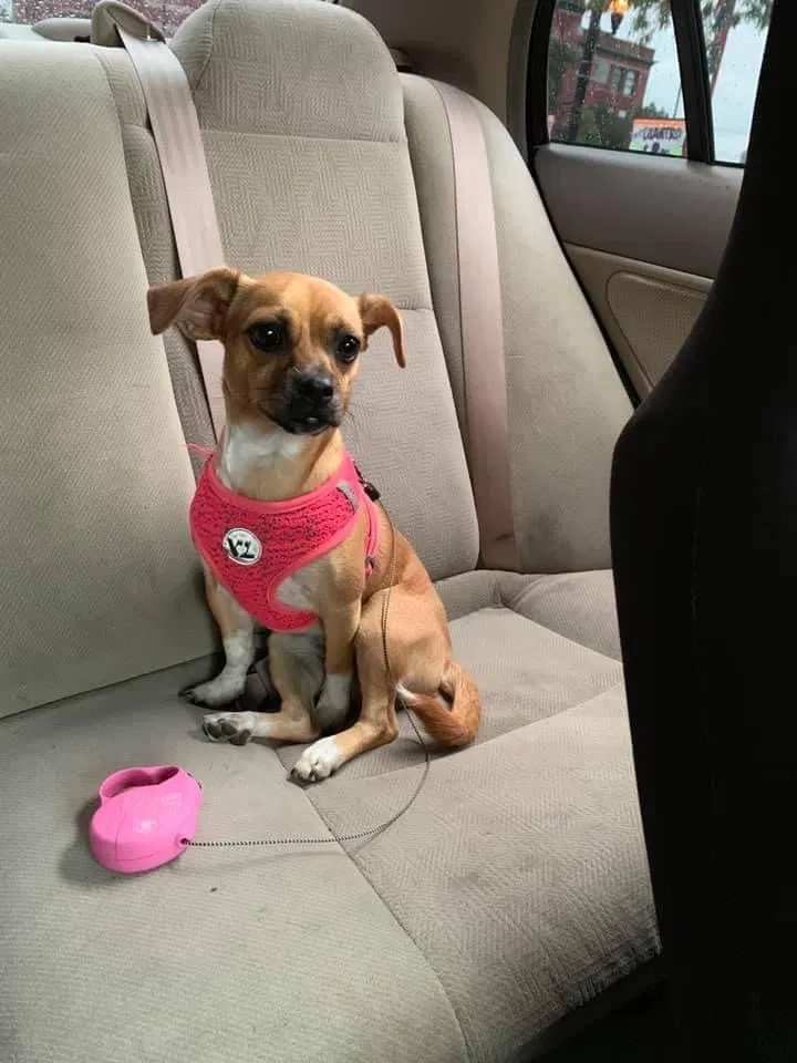 Lost dog in Chicago, IL, 60639