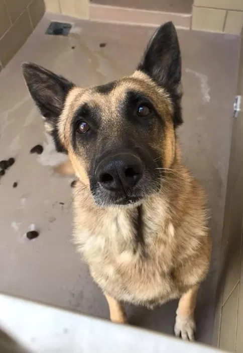Lost dog in San Bernardino, CA, 92404