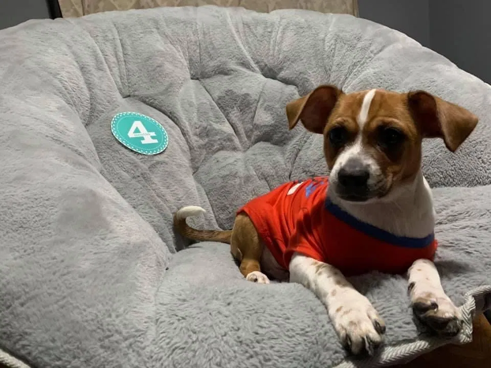 Lost dog in Chicago, IL, 60639