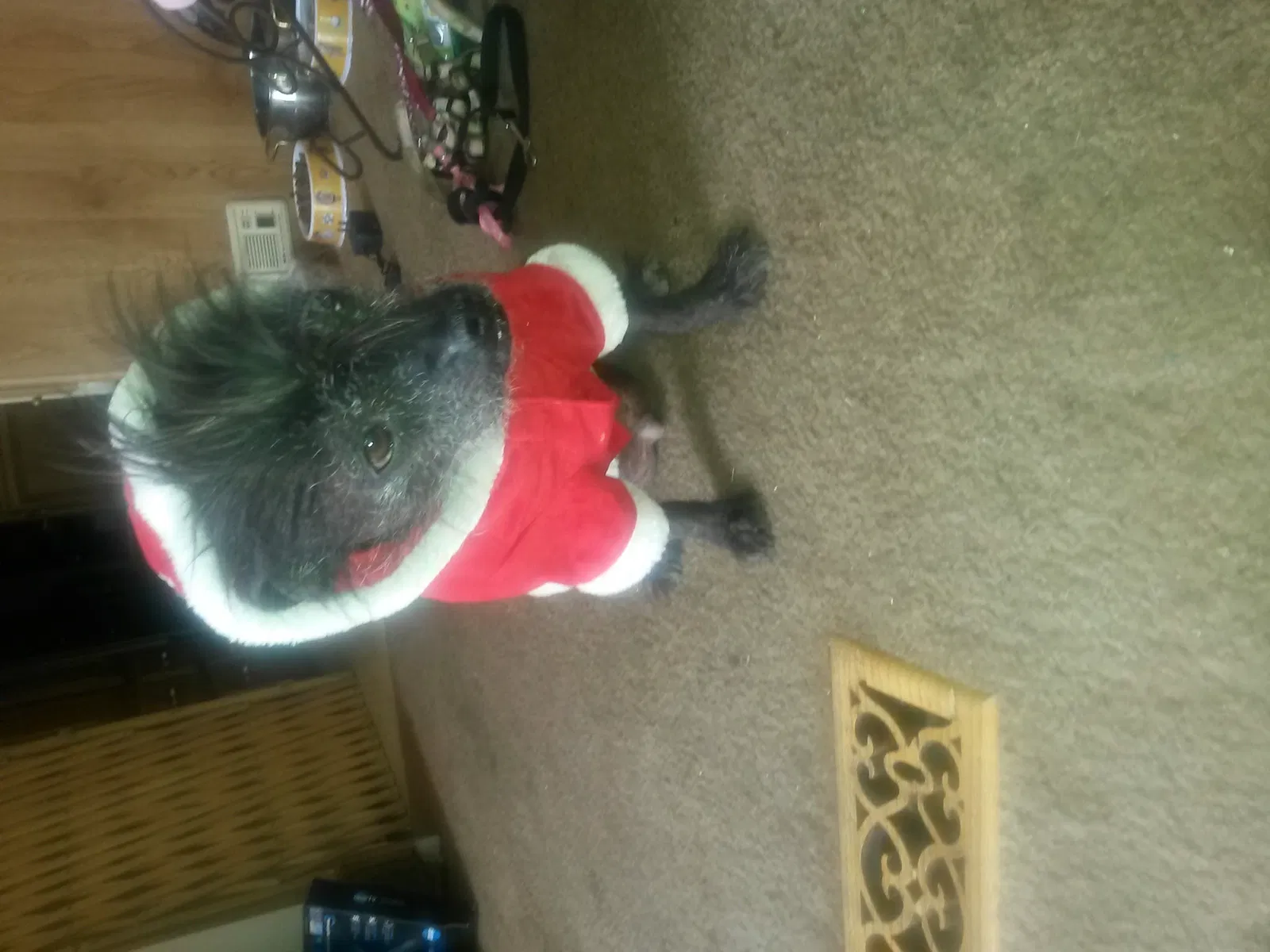 Lost dog in Palmdale, CA, 93552