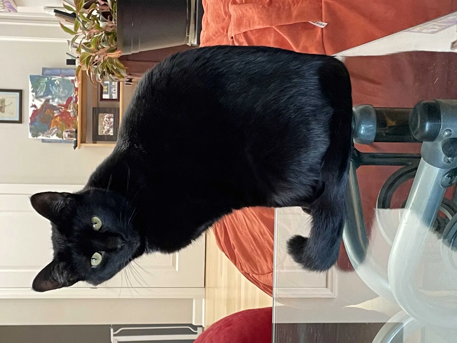 Lost cat in Baltimore, OH, 43105