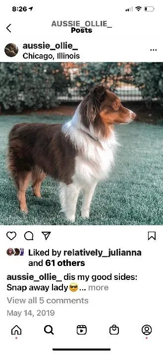 Lost dog in Janesville, WI, 53548
