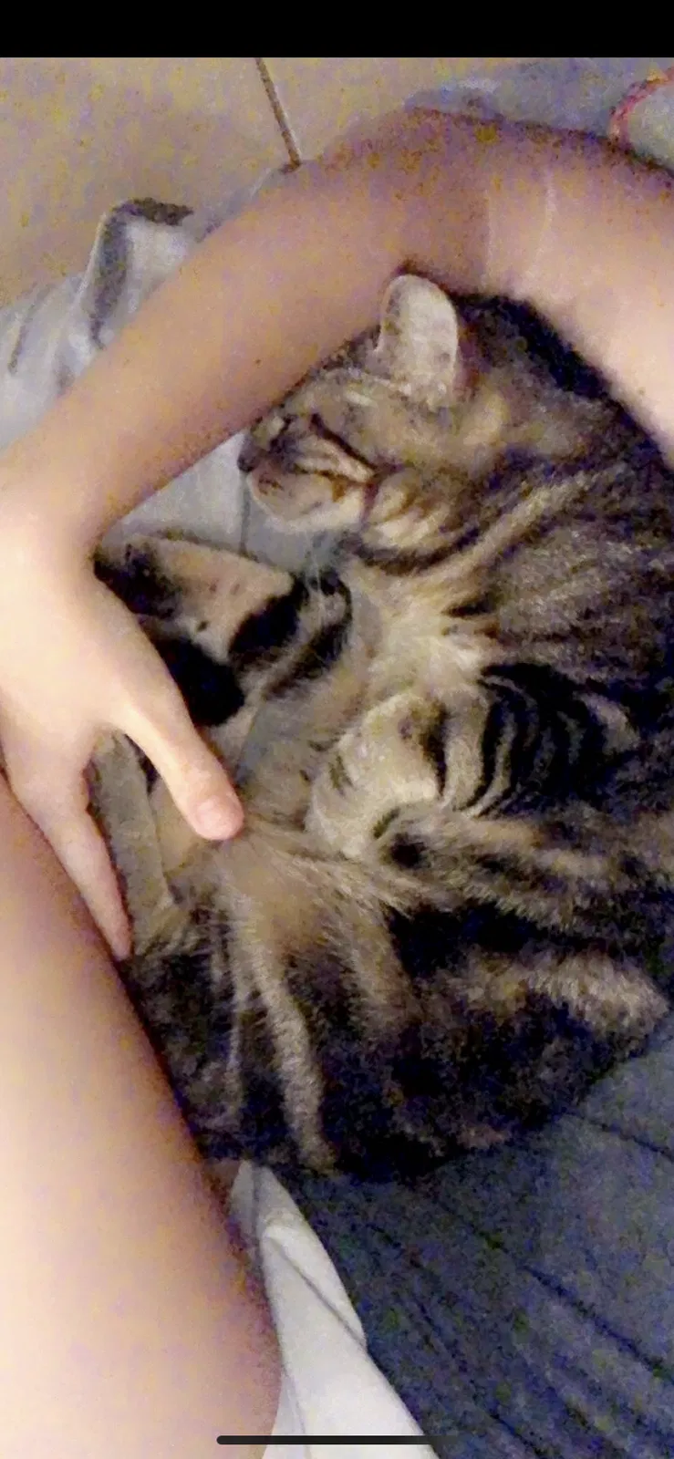 Lost cat in Mount Dora, FL, 32757
