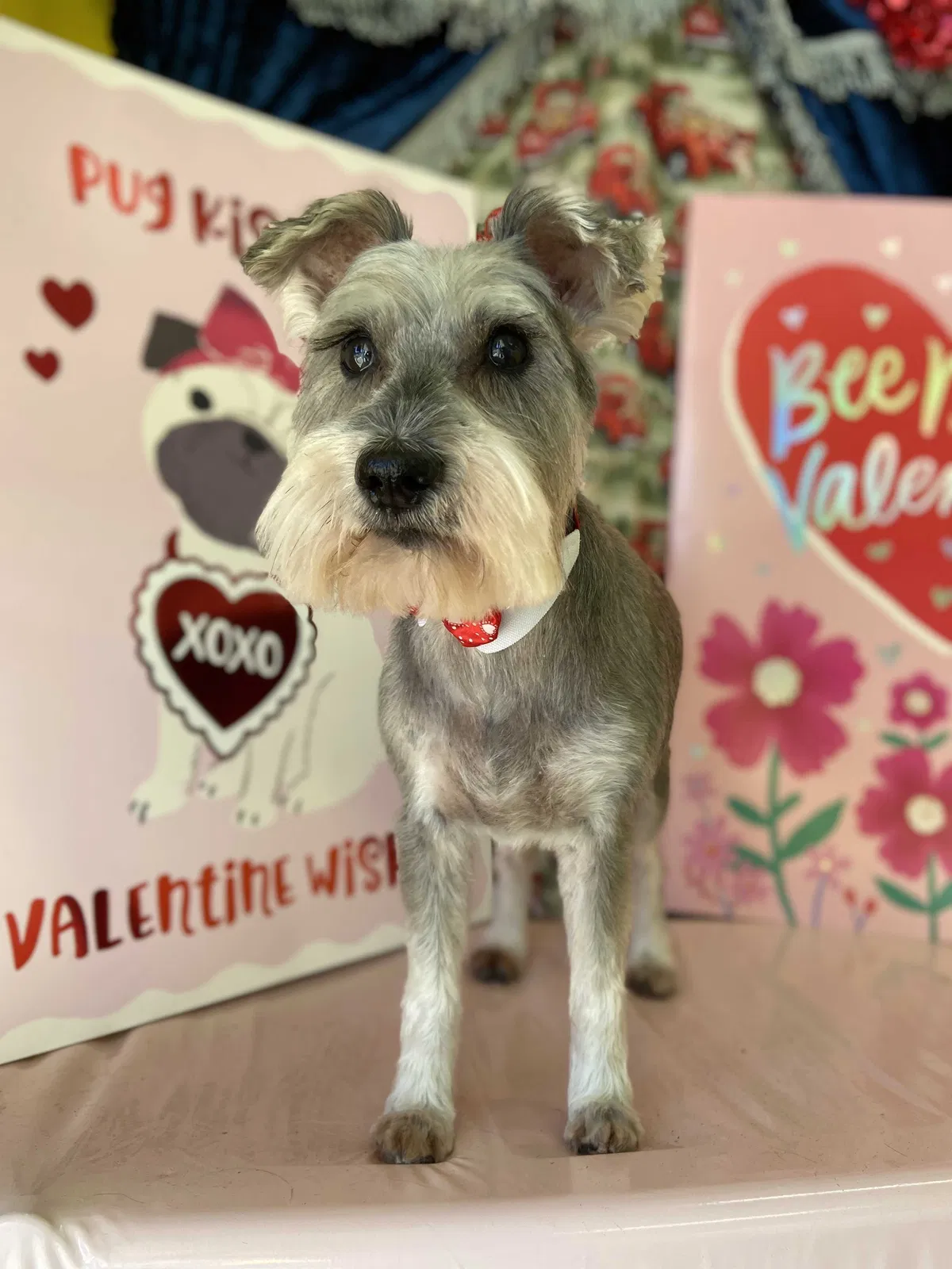 Lost dog in Deerfield Beach, FL, 33441