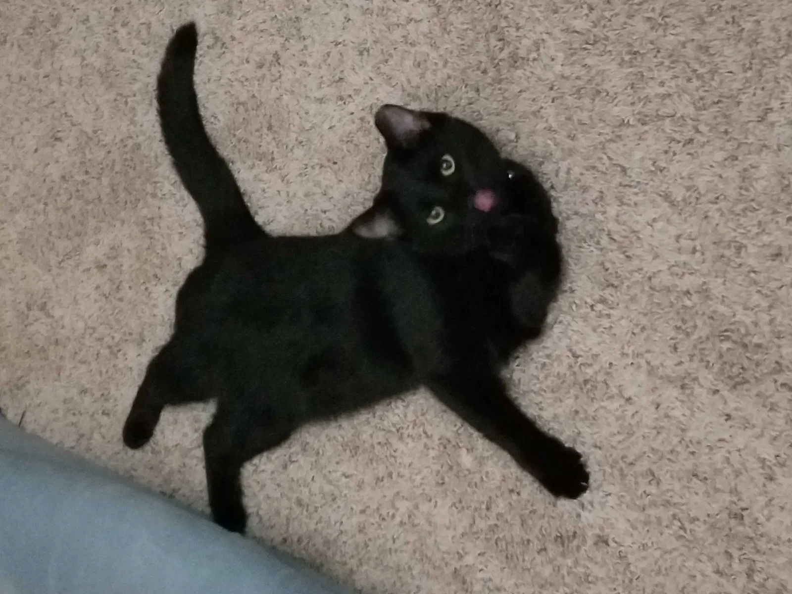 Lost cat in Hilliard, OH, 43026