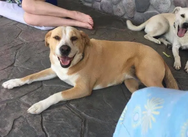 Lost dog in Fremont, IN, 46737