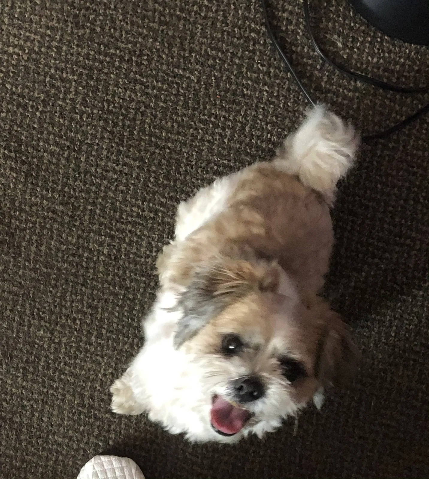 Lost dog in Minneapolis, MN, 55404