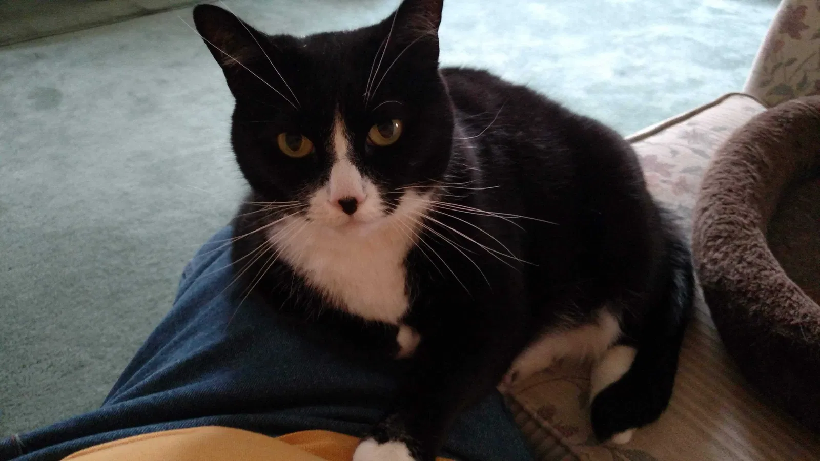 Lost cat in Piscataway, NJ, 8854