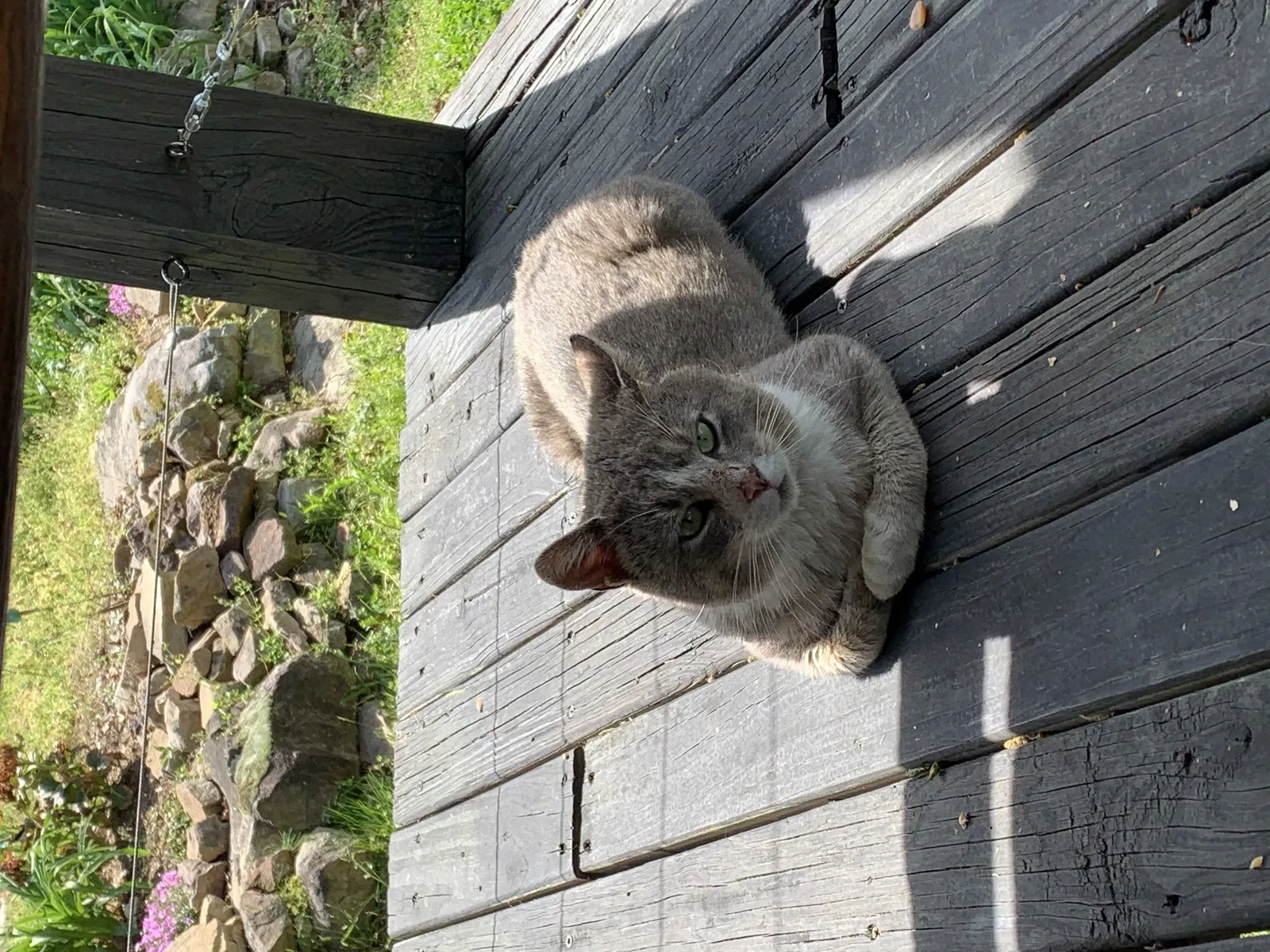 Found cat in Mentone, AL, 35984
