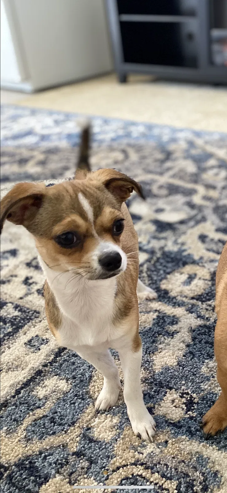 Lost dog in Atlantic City, NJ, 8401