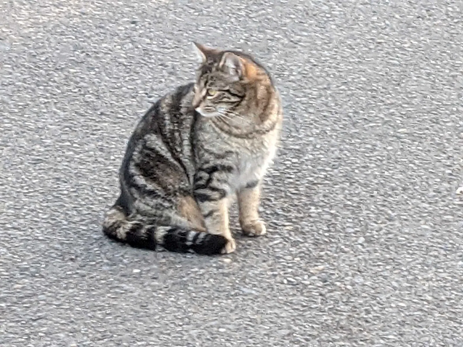 Lost cat in Portland, OR, 97266