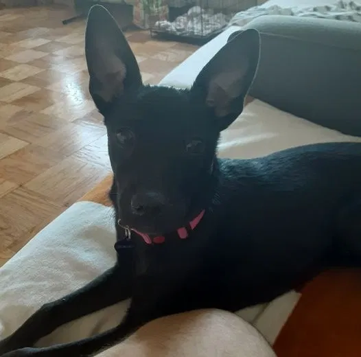 Lost dog in Montgomery Village, MD, 20886