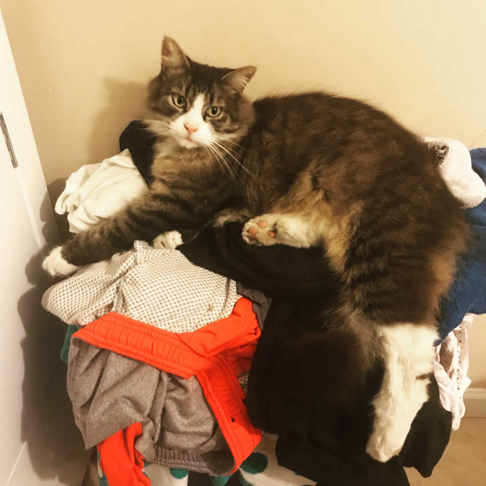 Lost cat in Huntington Beach, CA, 92649