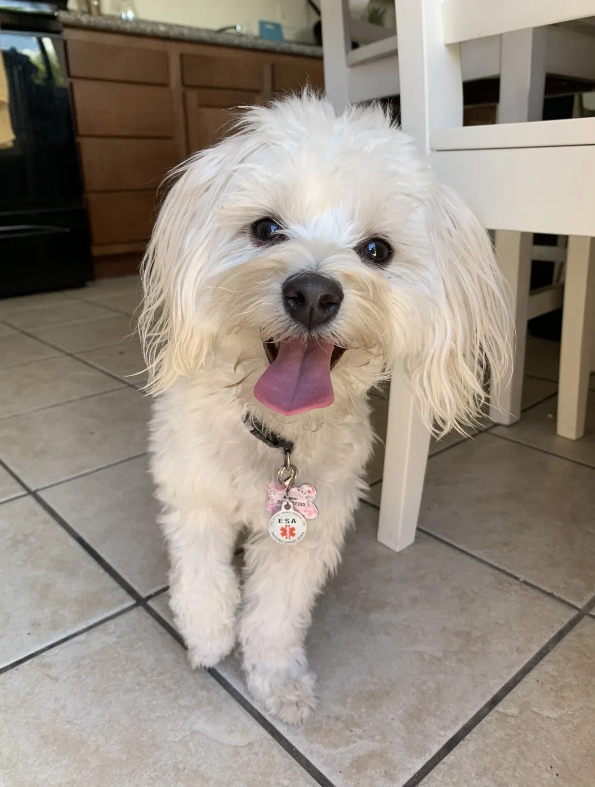 Lost dog in Woodlake, CA, 93286