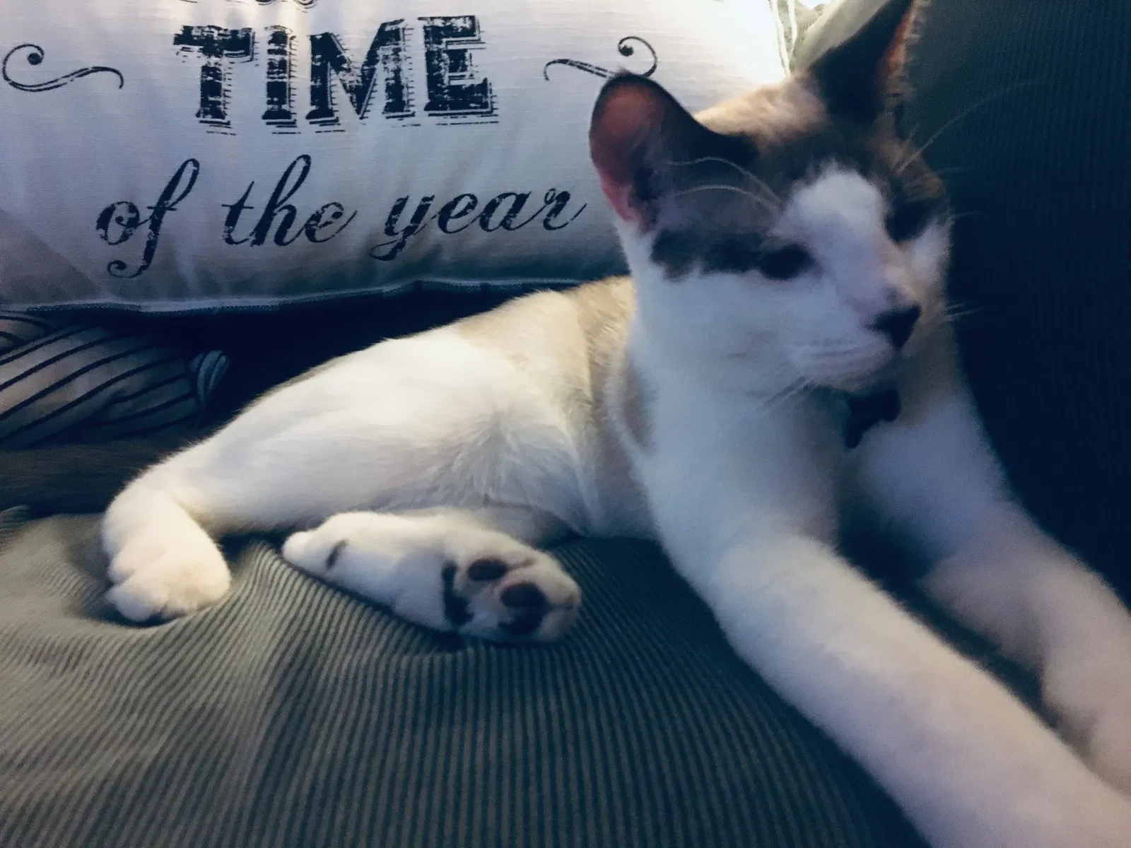 Lost cat in Colton, CA, 92324