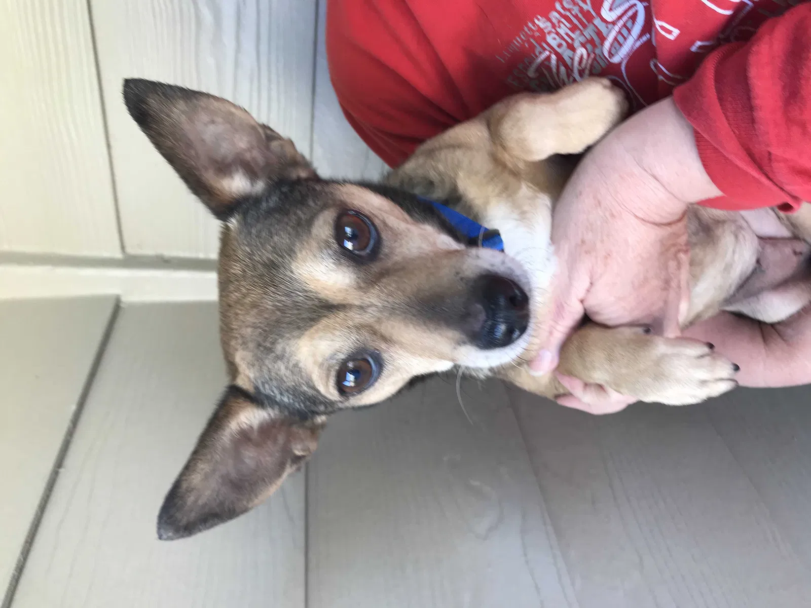 Lost dog in Stockbridge, GA, 30281