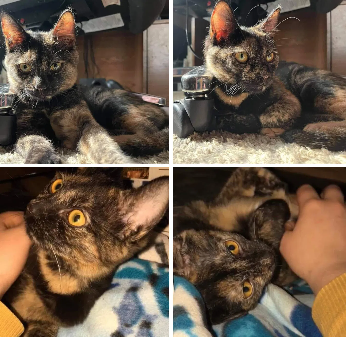 Lost cat in Mission, KS, 66202