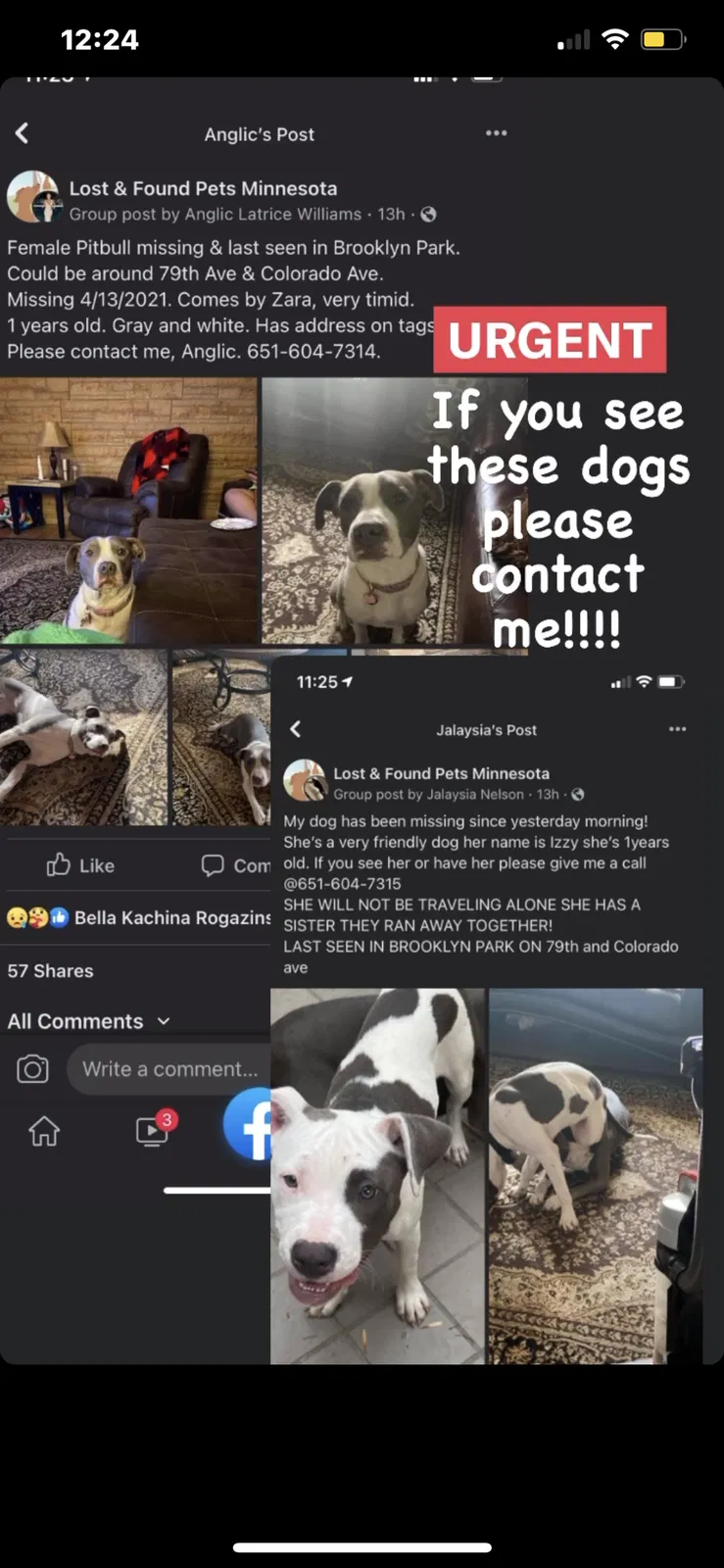 Lost dog in Minneapolis, MN, 55443