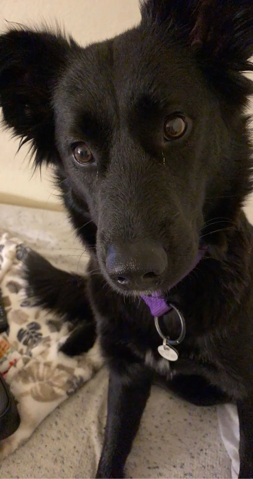 Lost dog in Virginia Beach, VA, 23454