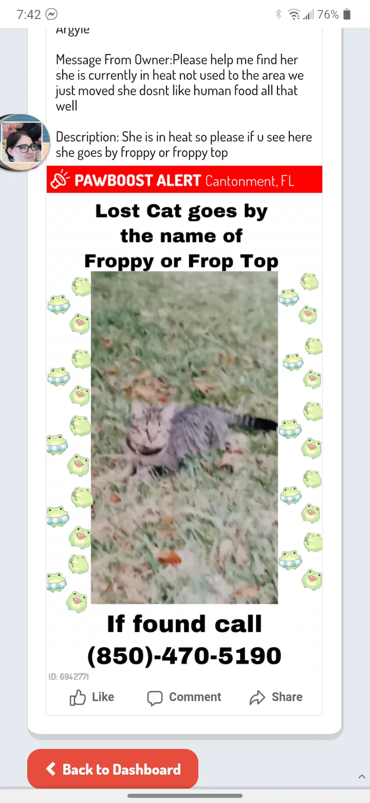Lost cat in Cantonment, FL, 32533