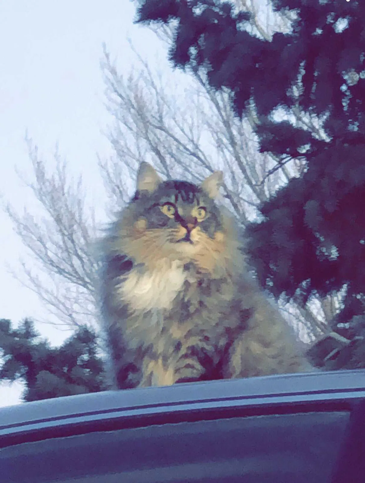 Lost cat in Meridian, ID, 83646
