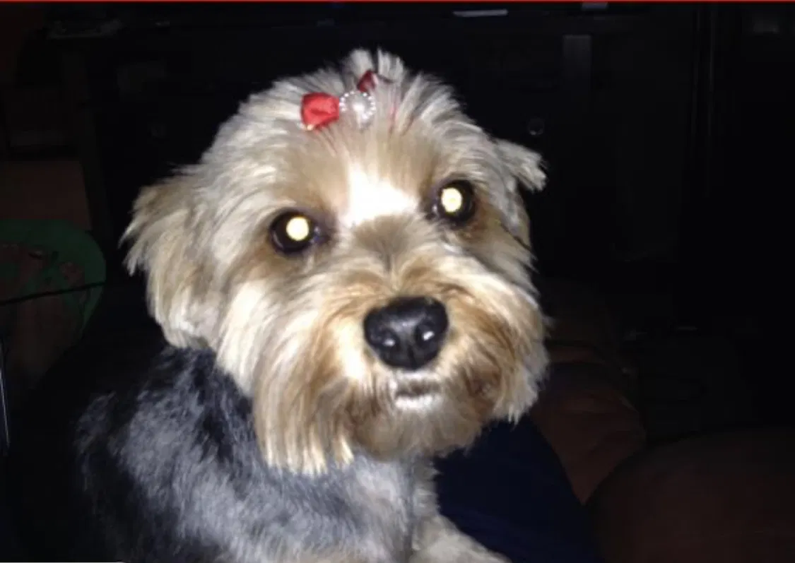 Lost dog in Miami, FL, 33143