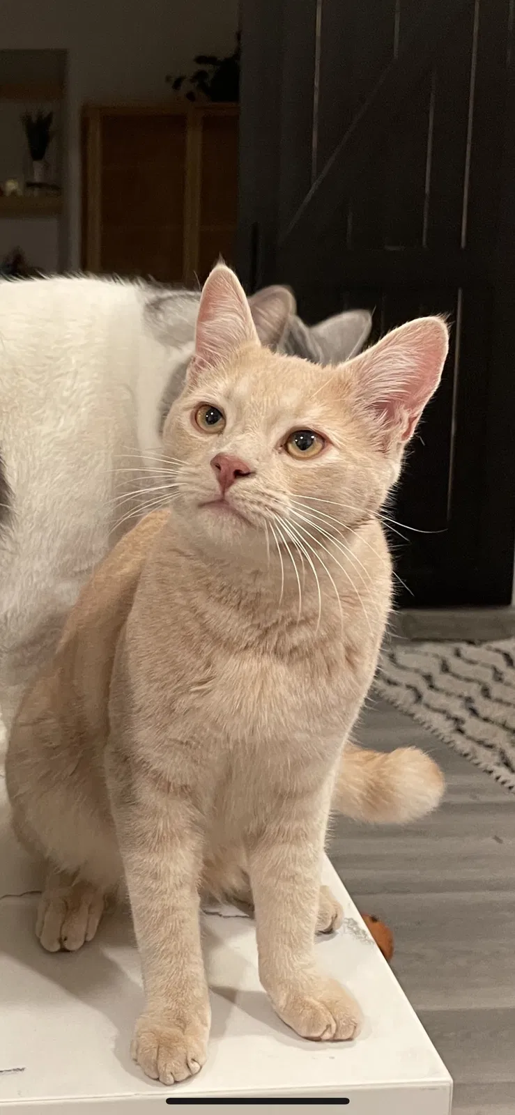 Lost cat in Oceanside, CA, 92054