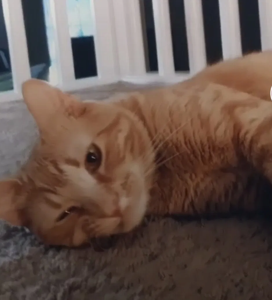Lost cat in Baton Rouge, LA, 70816