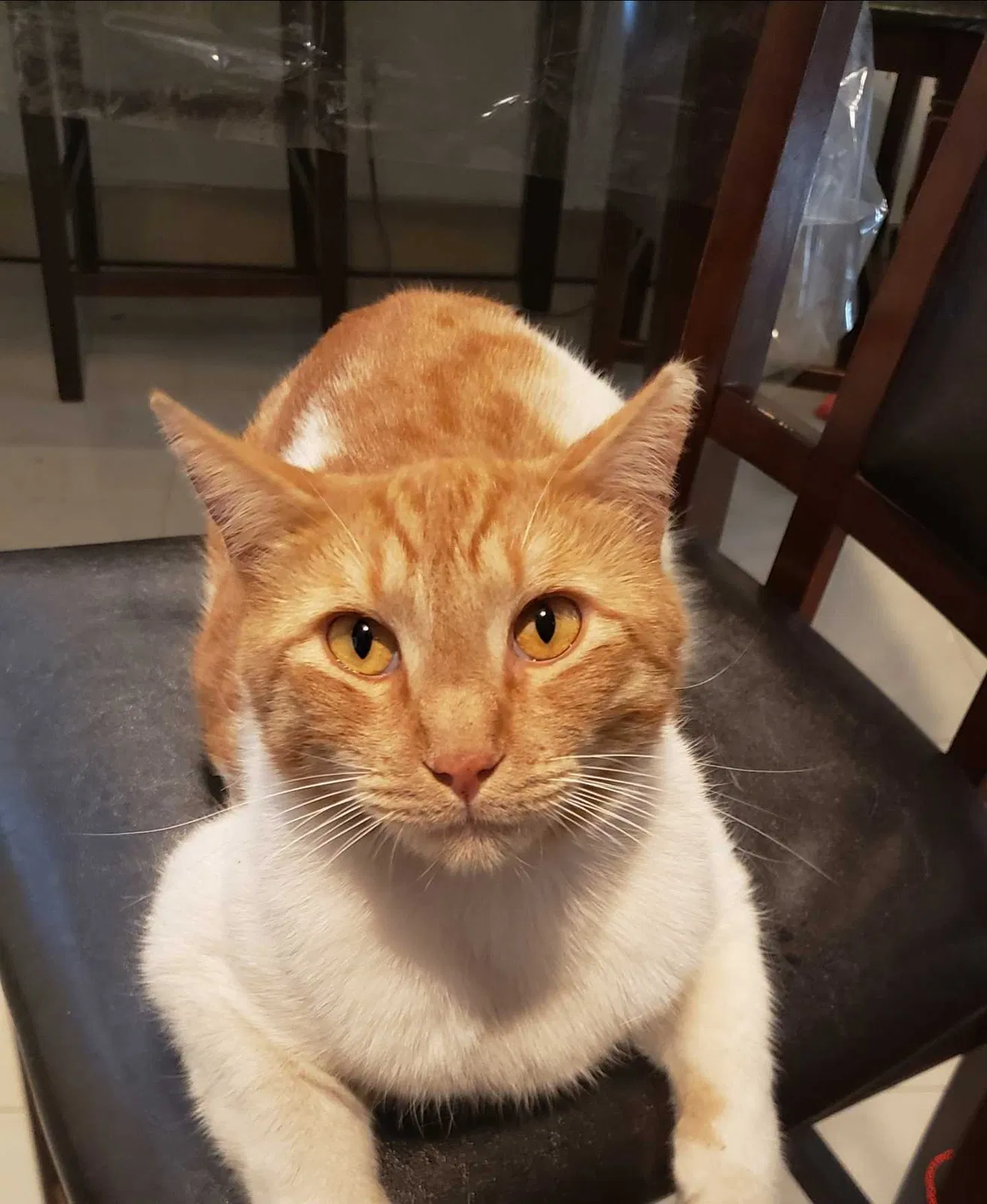 Lost cat in Modesto, CA, 95350