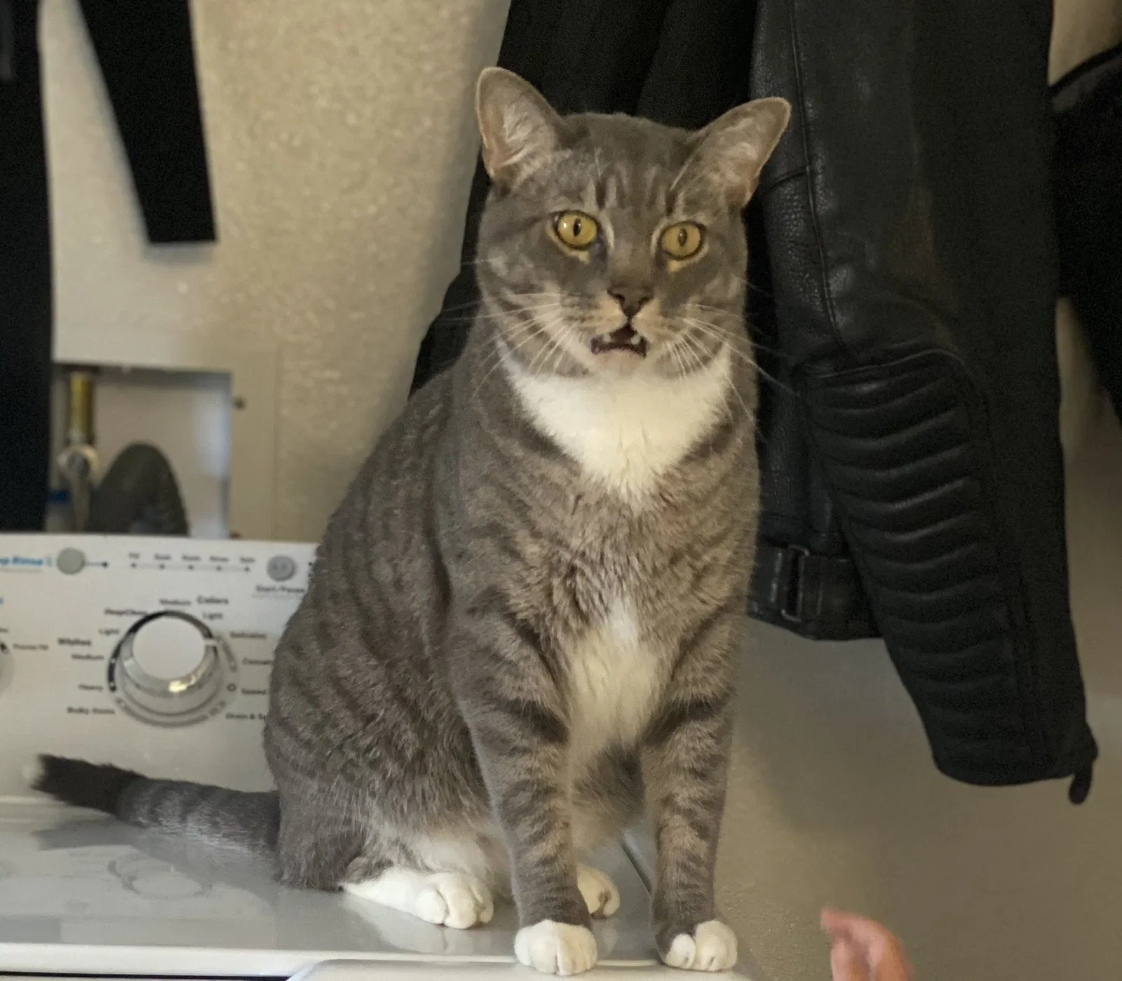 Lost cat in San Diego, CA, 92124