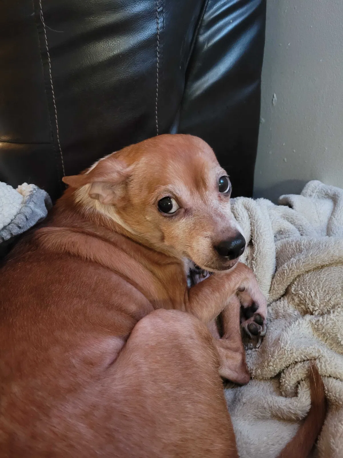 Lost dog in Orlando, FL, 32801