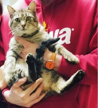 Lost cat in Chicago, IL, 60636