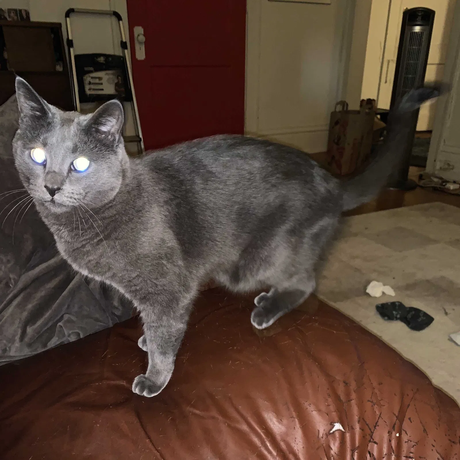 Lost cat in Unknown, MN, 55