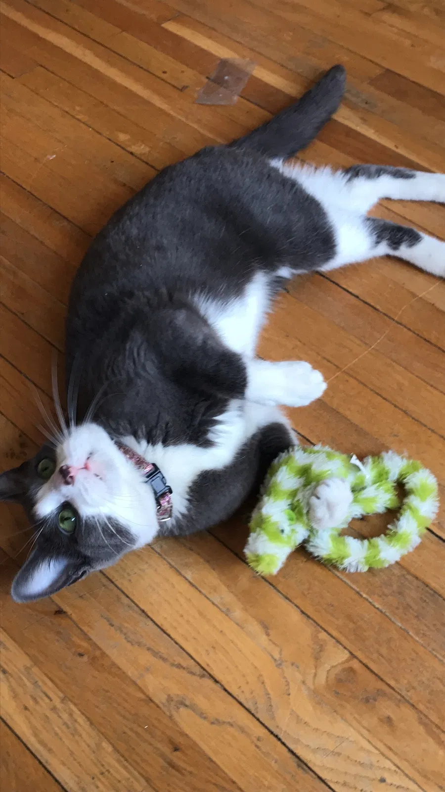 Lost cat in Saint Paul, MN, 55106