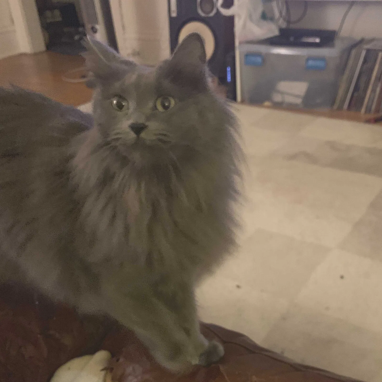 Lost cat in Minneapolis, MN, 55405