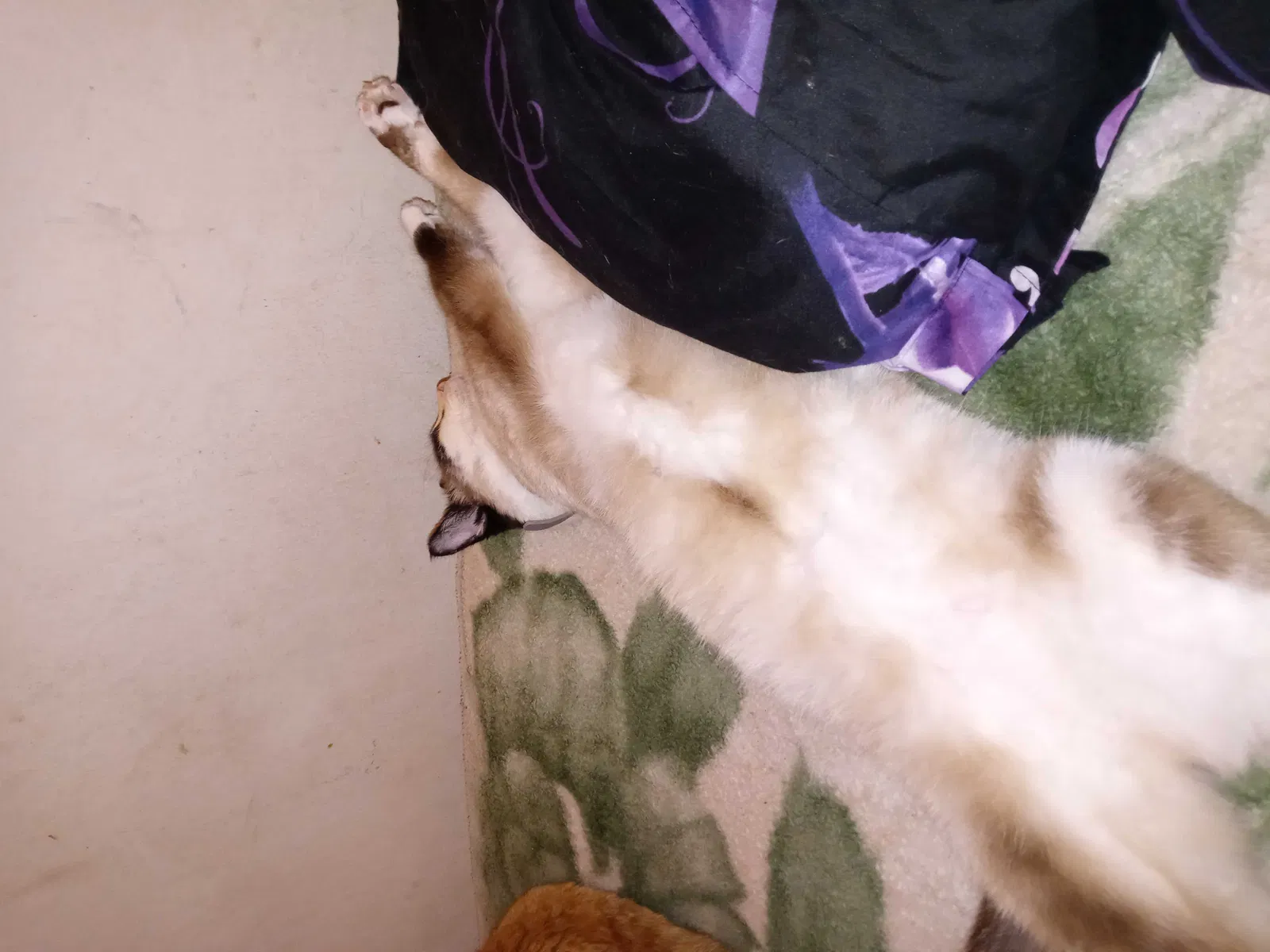 Lost cat in Hayward, CA, 94541