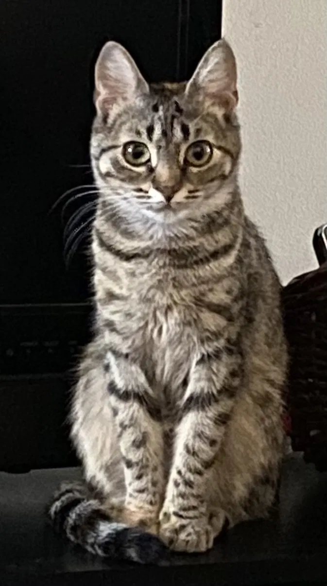 Lost cat in Raritan, NJ, 8869