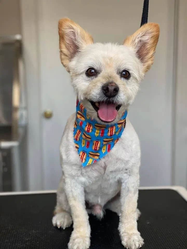 Lost dog in Lancaster, CA, 93536