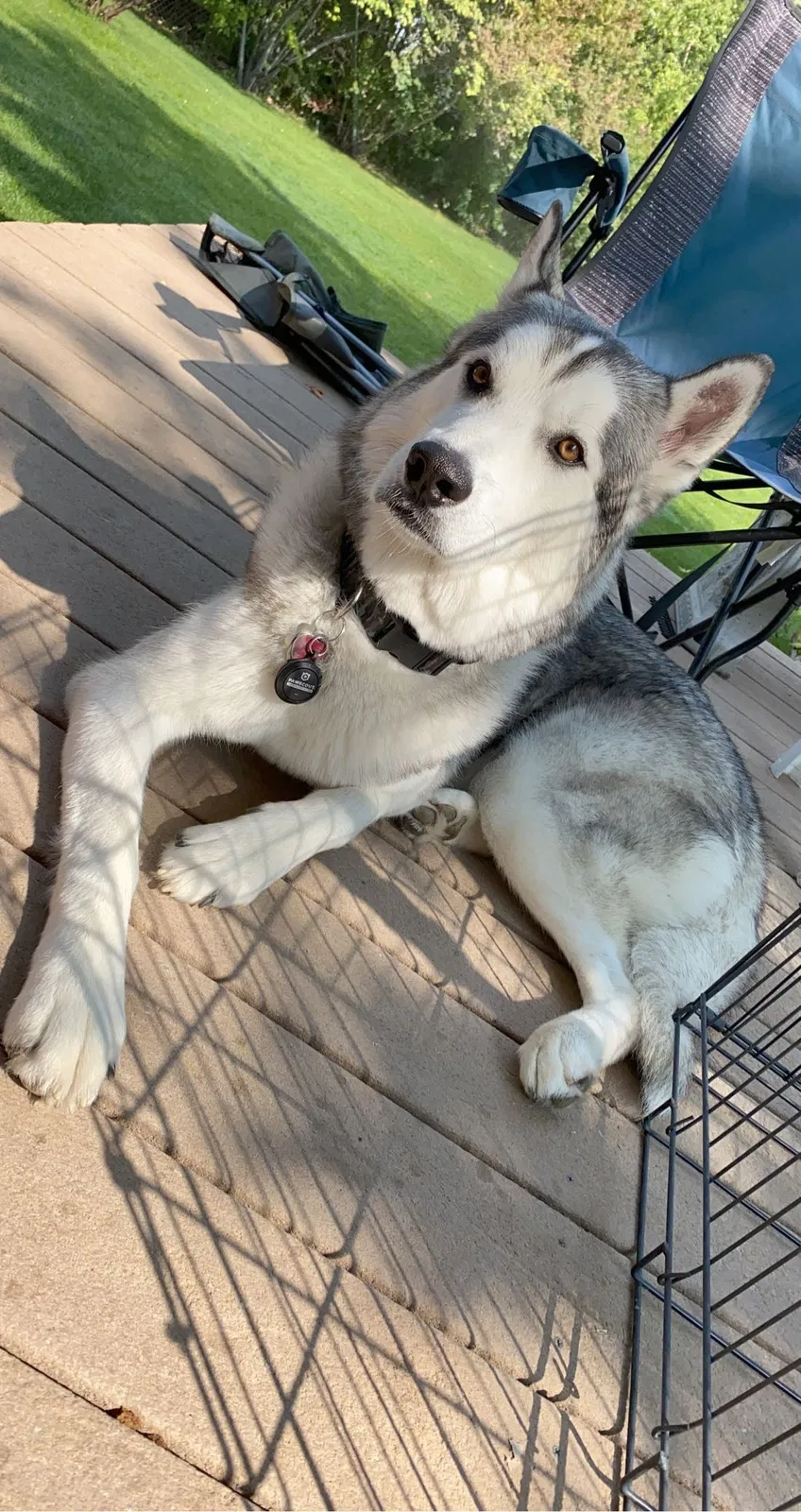 Lost dog in Shelley, ID, 83274