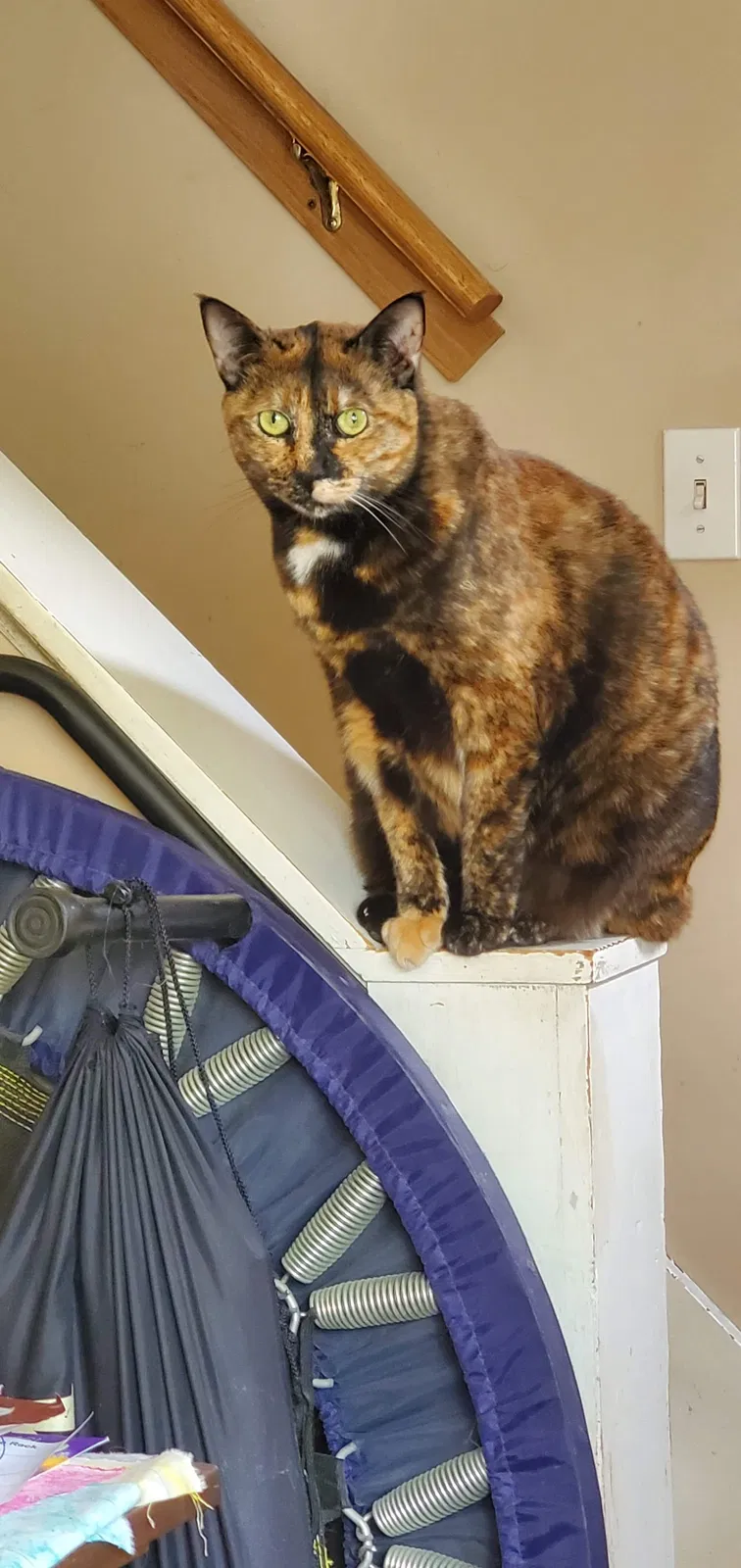 Lost cat in Manchester, NH, 3103