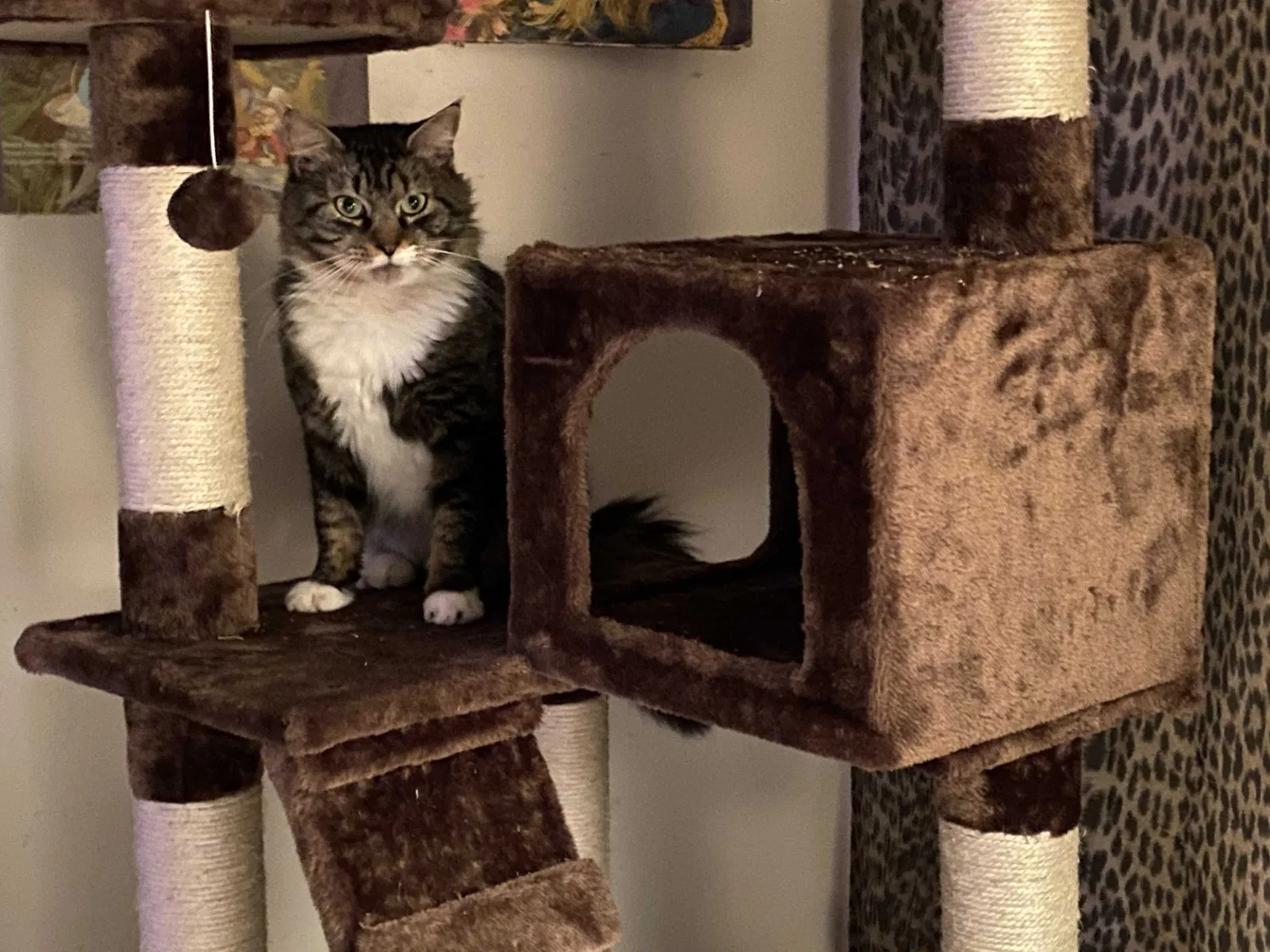 Lost cat in Marietta, GA, 30062