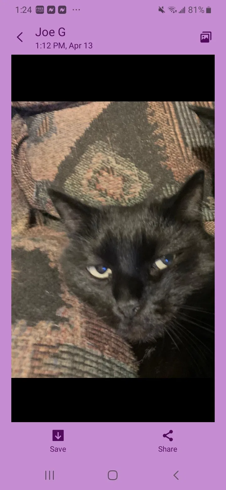 Lost cat in Albuquerque, NM, 87102