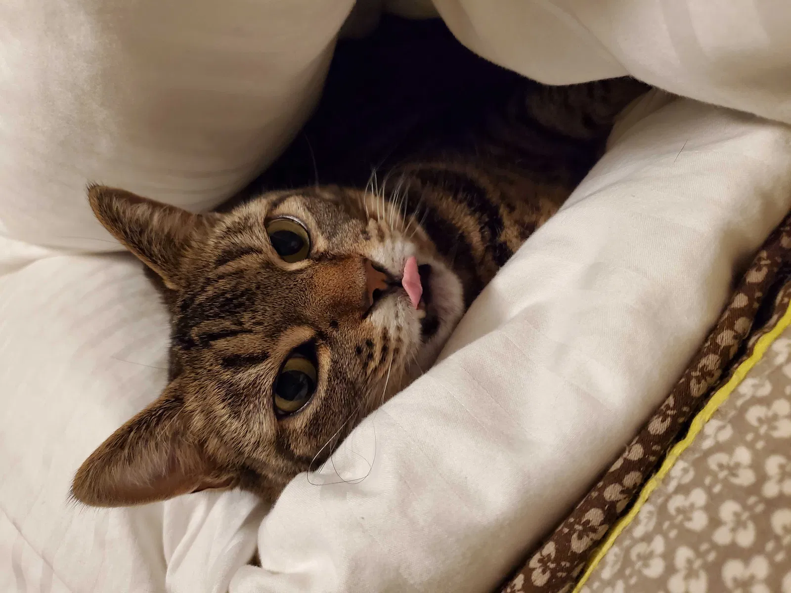 Lost cat in Charleston, SC, 29406