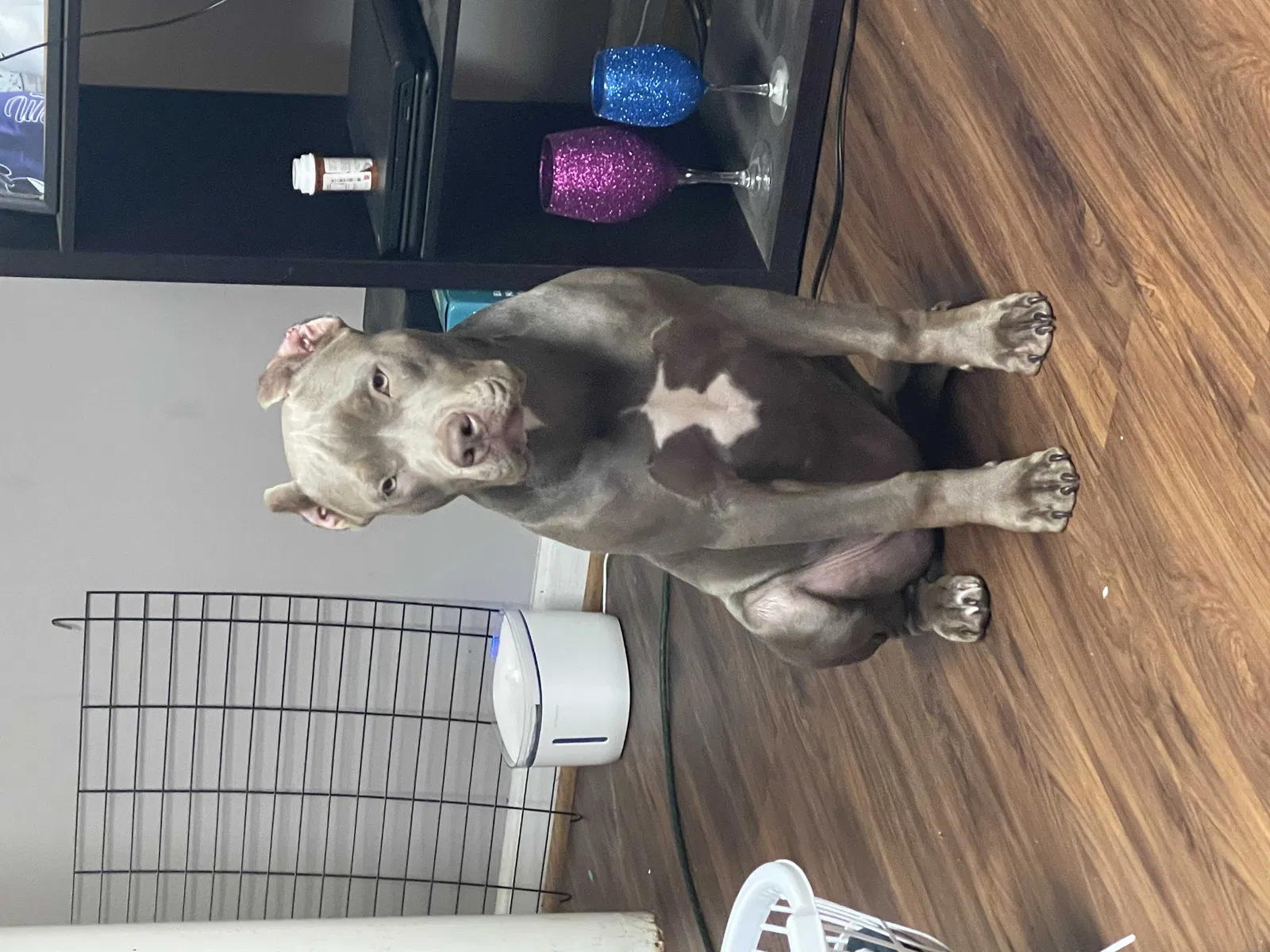 Lost dog in Birmingham, AL, 35214