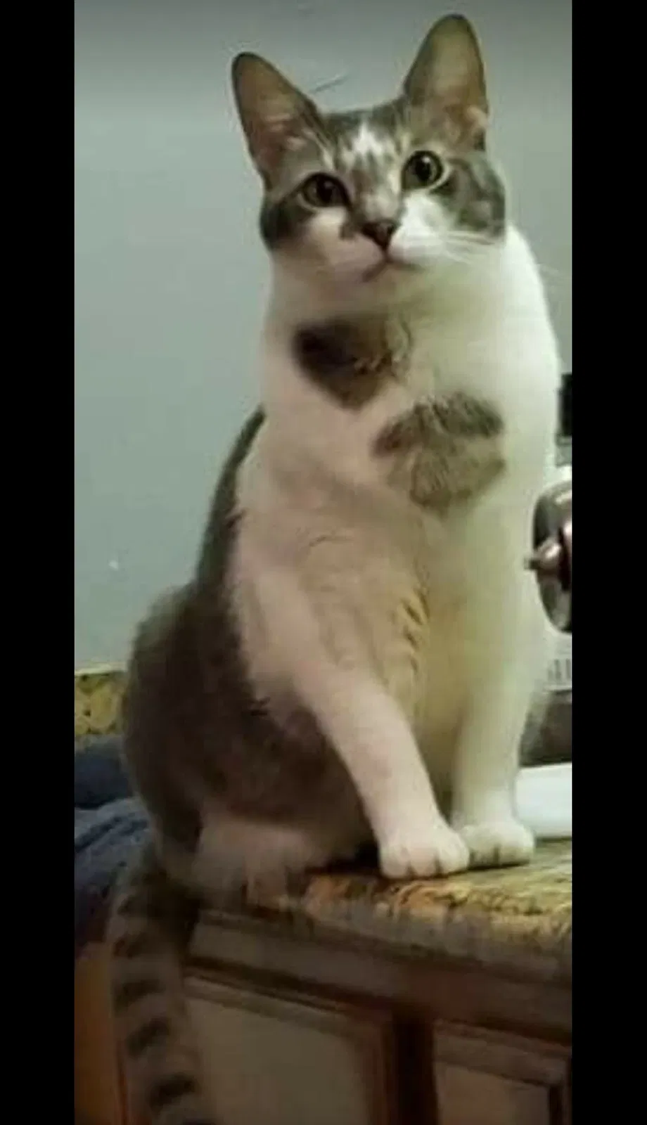 Lost cat in Spring, TX, 77373