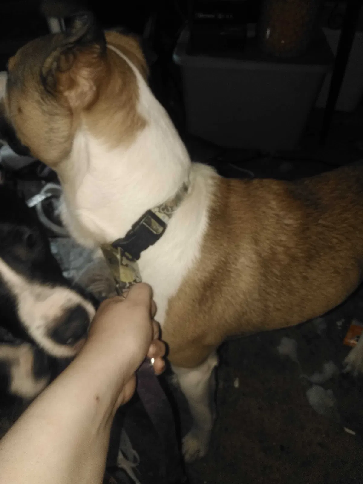 Lost dog in Mountain Home, AR, 72653