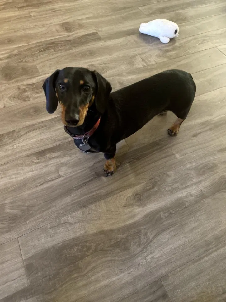 Lost dog in Scottsdale, AZ, 85251
