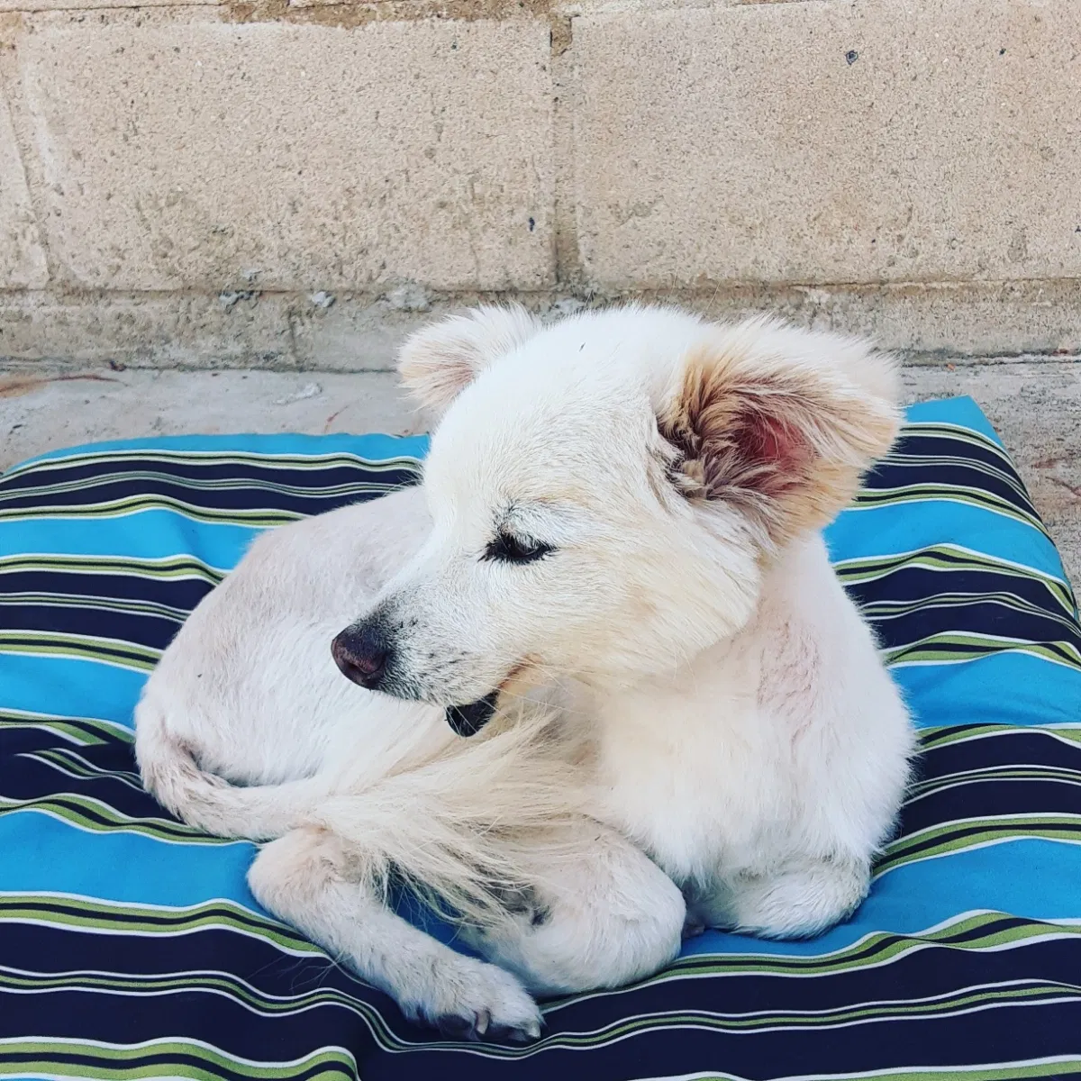 Lost dog in Monterey Park, CA, 91754