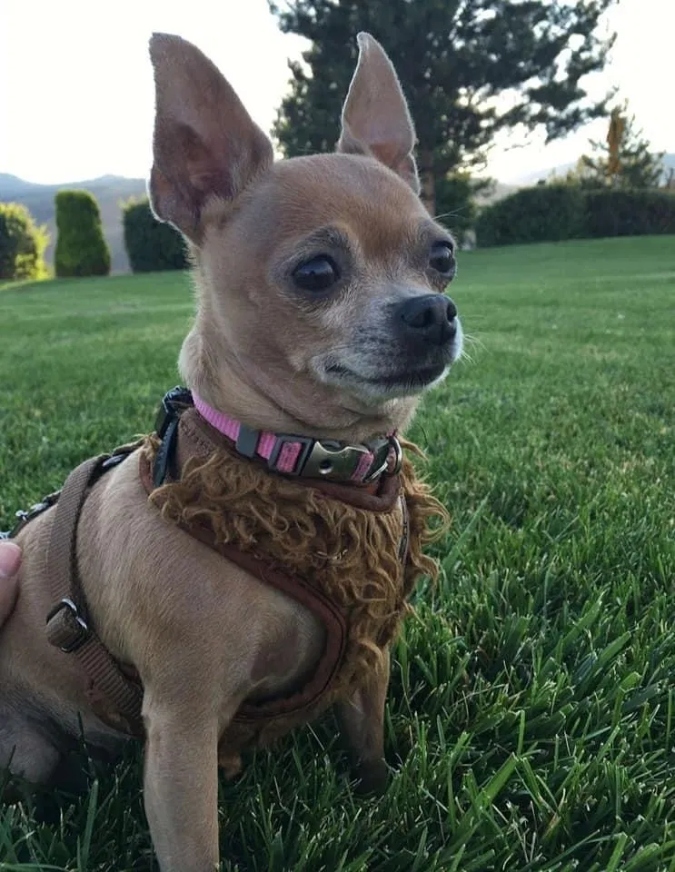 Lost dog in Perris, CA, 92570
